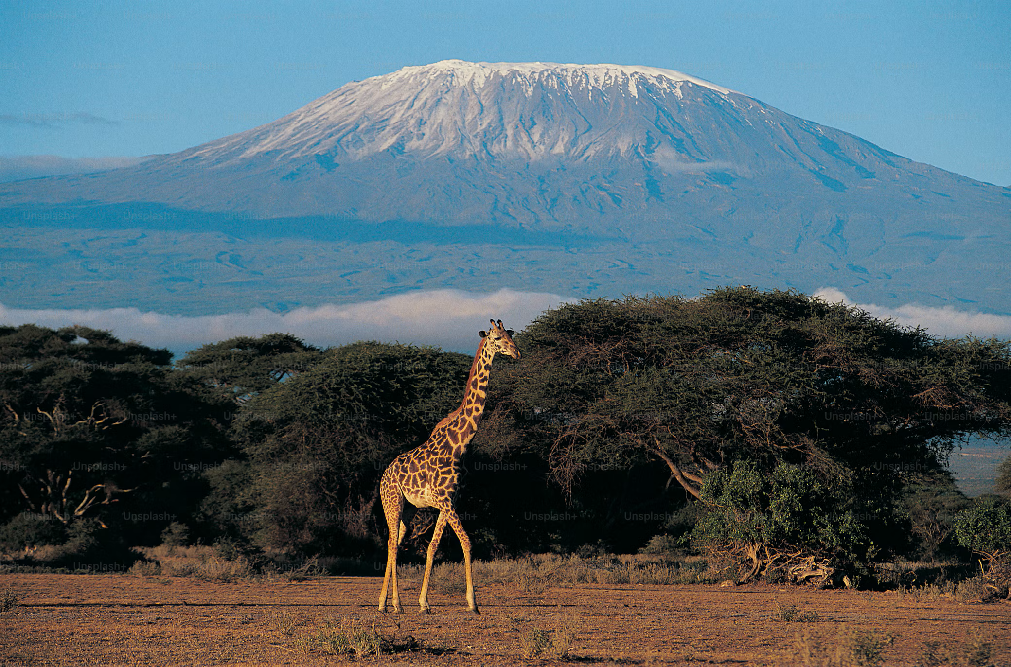 Photo depicting Savannah landscape in Kenya